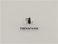 藏品(象鼻蟲(2))的圖片